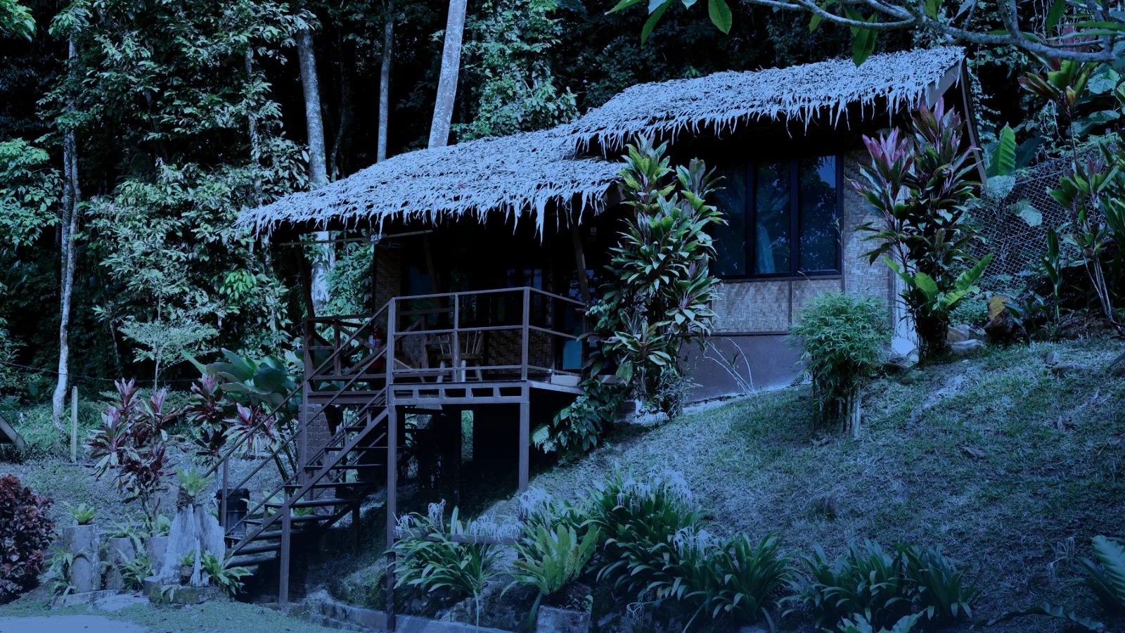 Cabaña pequeña de madera rodeada de vegetación frondosa